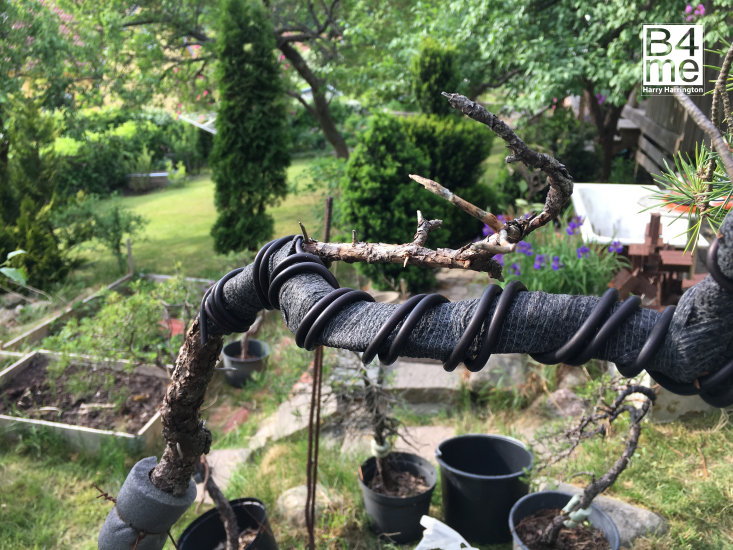 pine bonsai bend